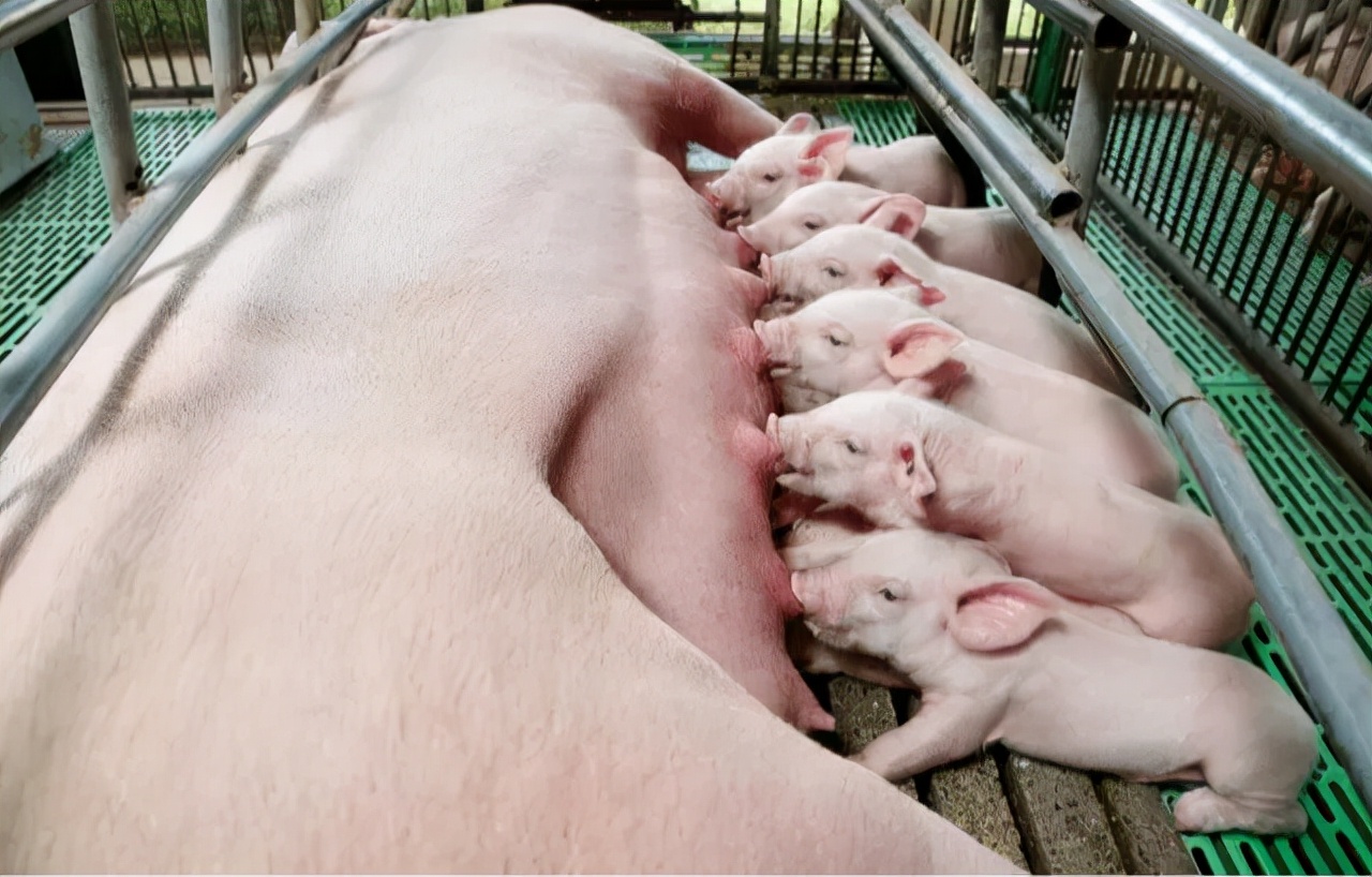 怎么让仔猪很快学会吃料,有什么办法让母猪喂小猪吃奶