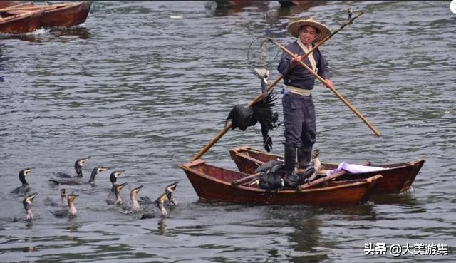 浍沟镇鸬鹚文化节,灵璧鸬鹚捕鱼节