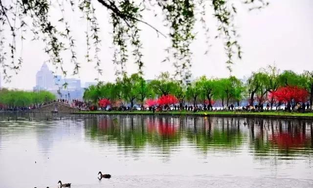 怎样和柳树拍出美丽的大片,怎样拍柳树拍出大片感