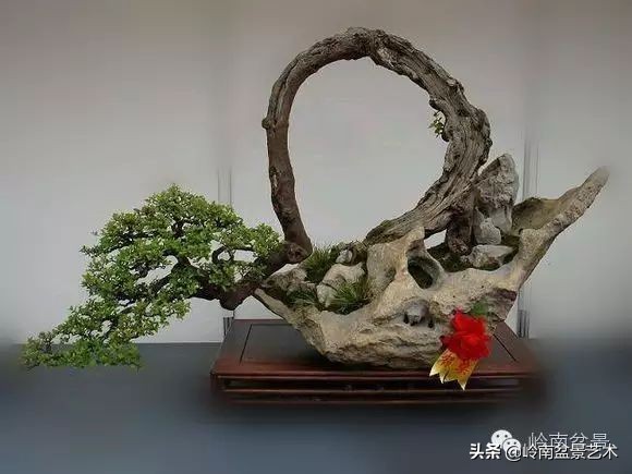 雀梅盆景下山桩如何栽,雀梅提根盆景老桩欣赏