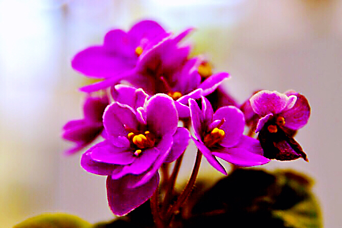 非洲紫罗兰盆栽,紫罗兰花卉盆栽图片