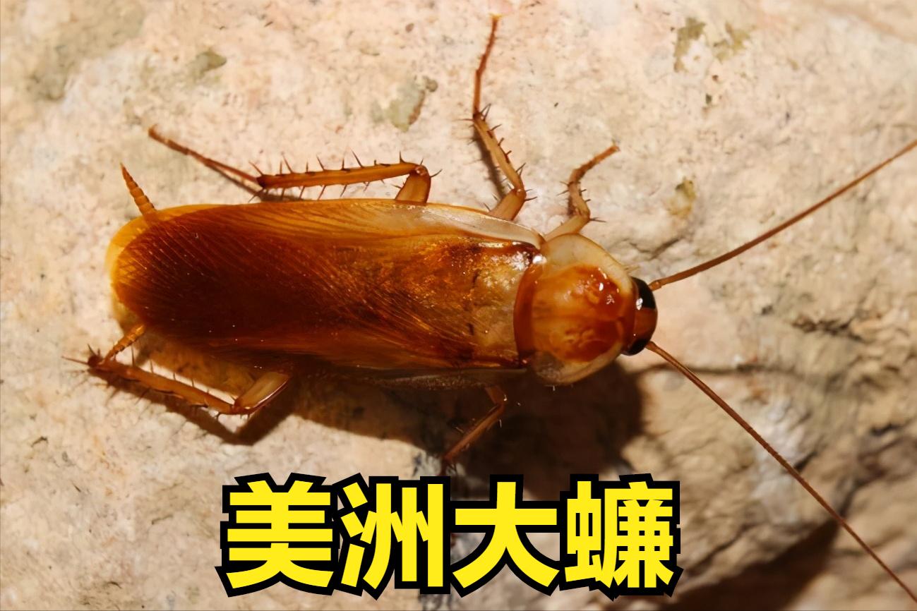 蟑螂真实科普,蟑螂大全图片