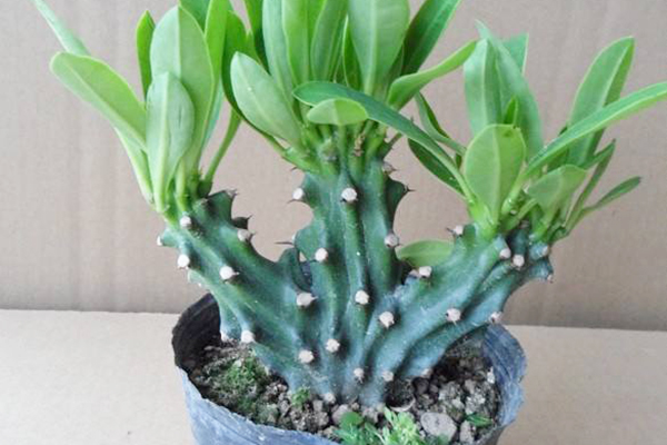 麒麟掌的风水好不好,麒麟掌风水有什么禁忌