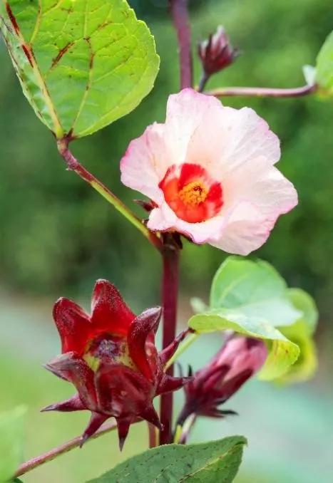 绣球花的花瓣好漂亮！等等，你确定那是花瓣？