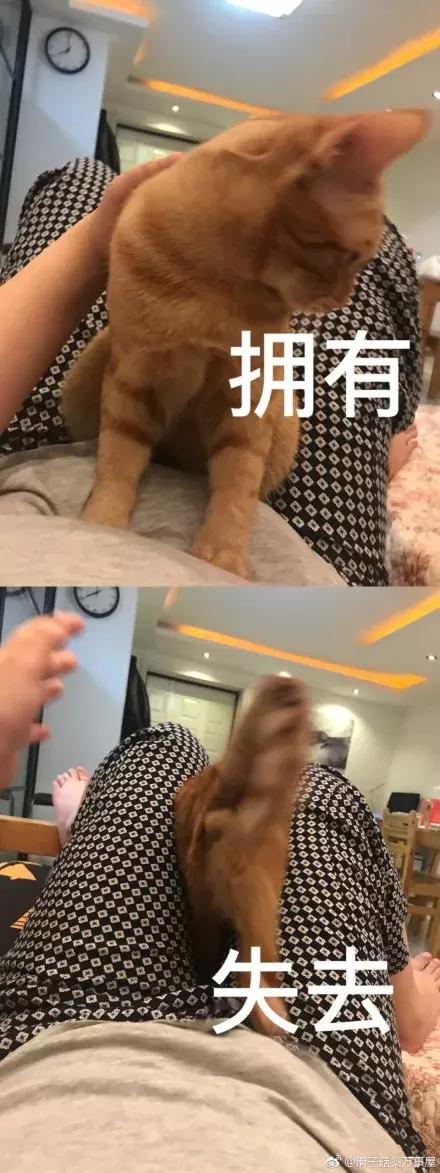 被猫踩了一脚出了一点点血,猫咪被人踩了一脚口吐白沫