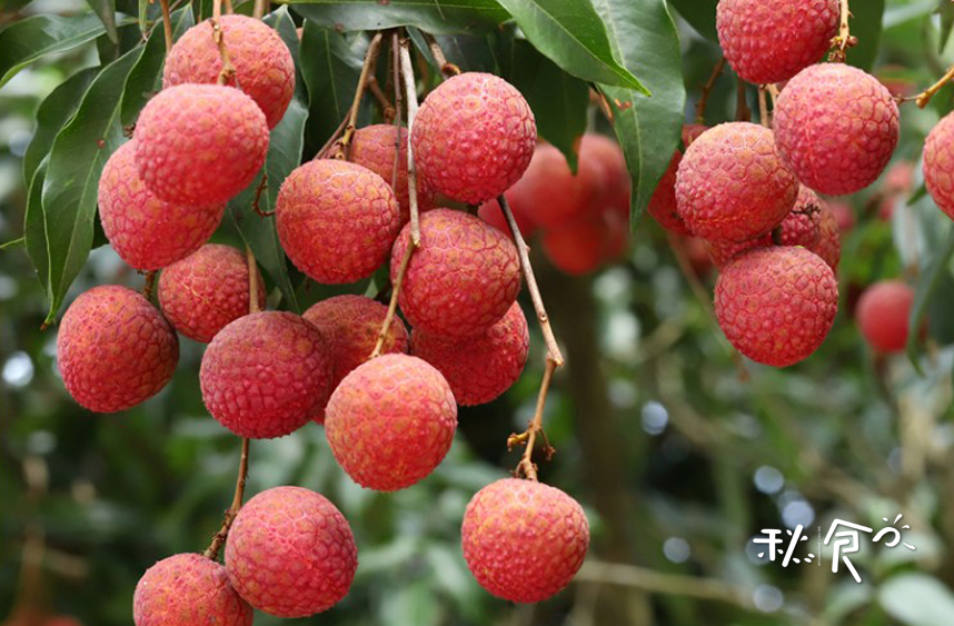 小满季节三种水果,小满季节三不吃夏天多吃什么水果