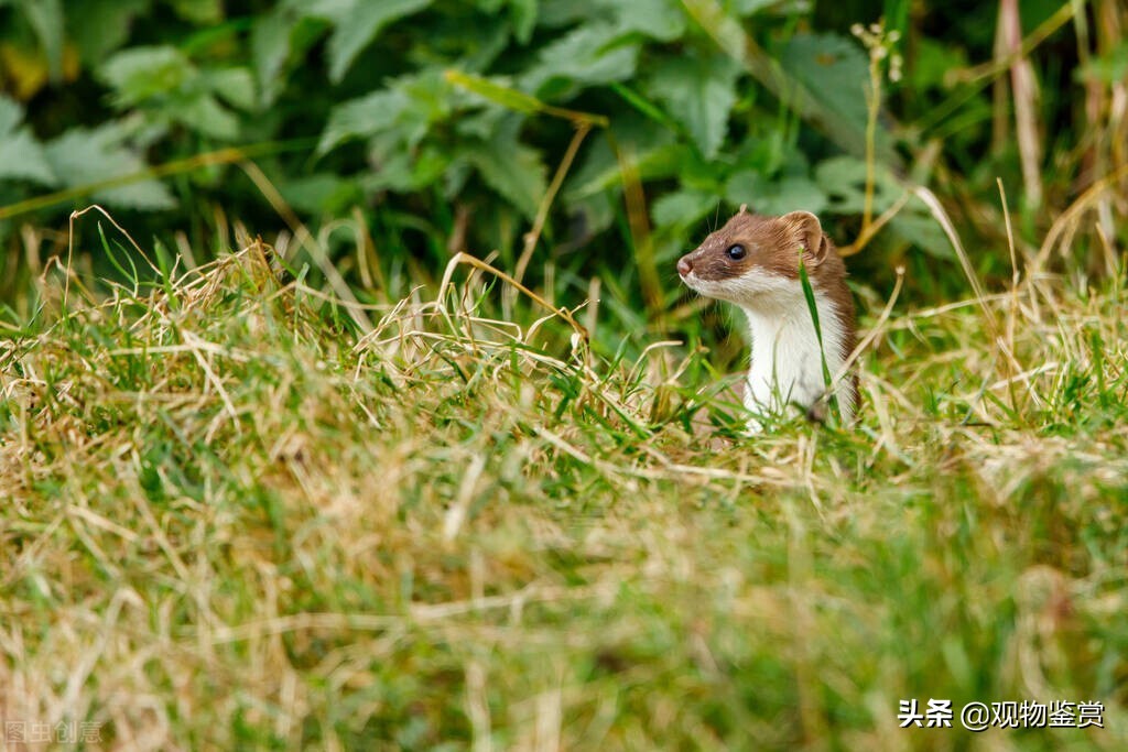 猫咪会捕食黄鼠狼吗,猫咪捕食大黄鼠狼