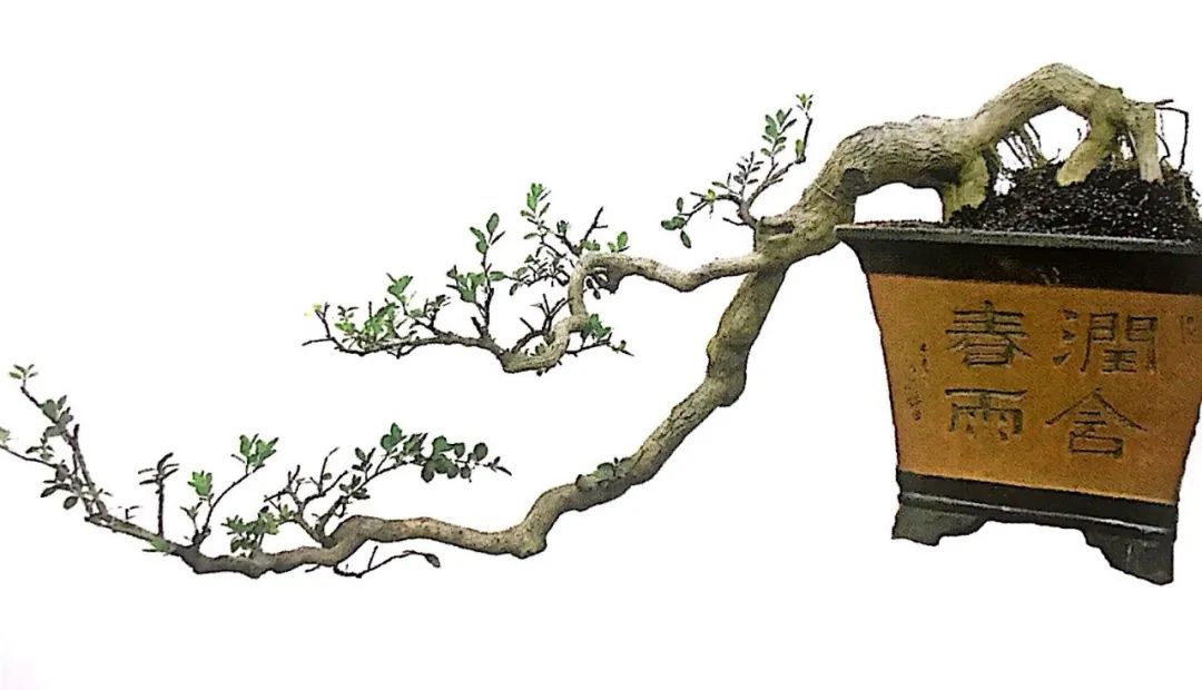 悬崖式老桩盆景,悬崖式盆景造型详解