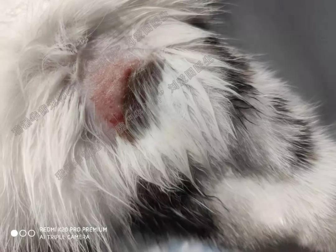 牛心脏疾病,牛心脏上有哪些疾病