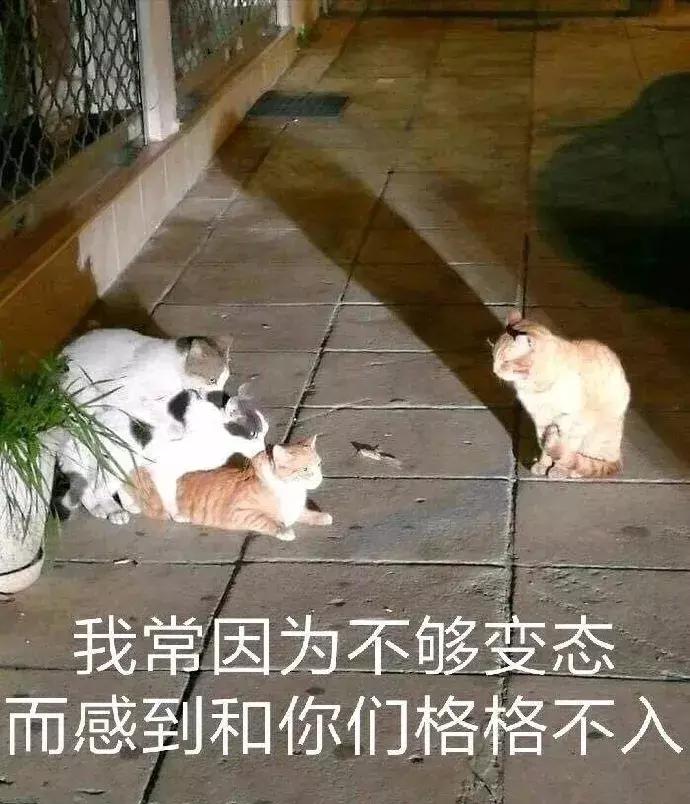公猫可以有多个乳房吗,公猫也长乳房吗