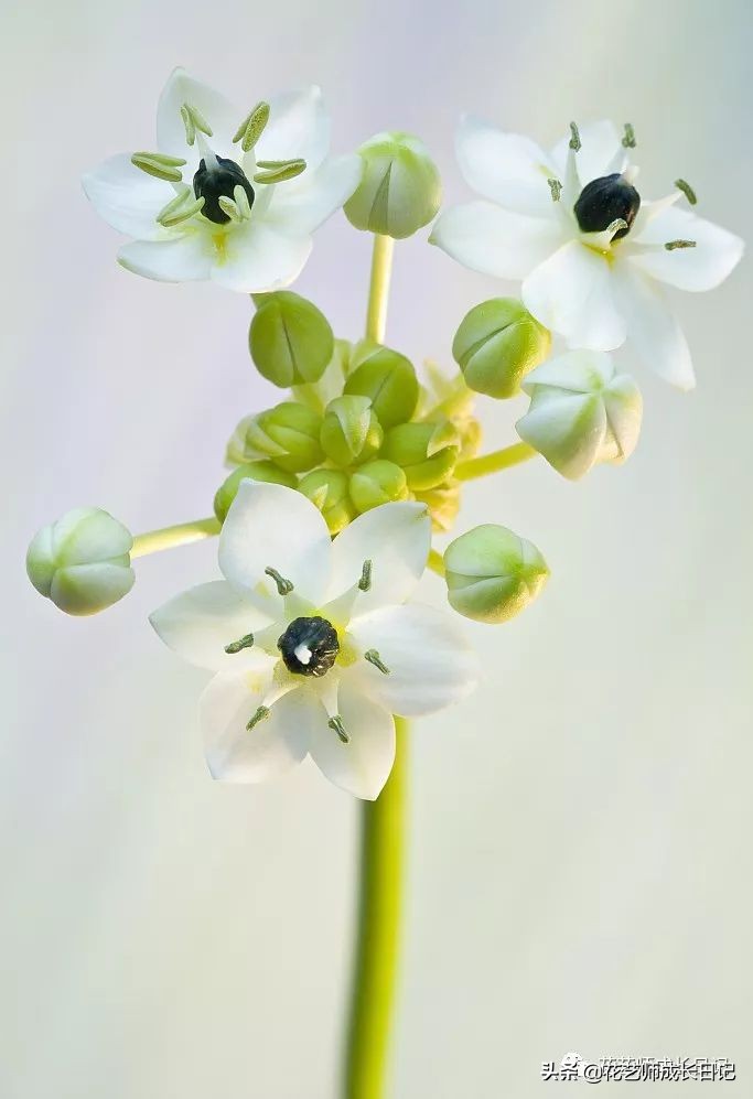 每日一花|伯利恒之星,可用于治疗癌症,洁白可爱