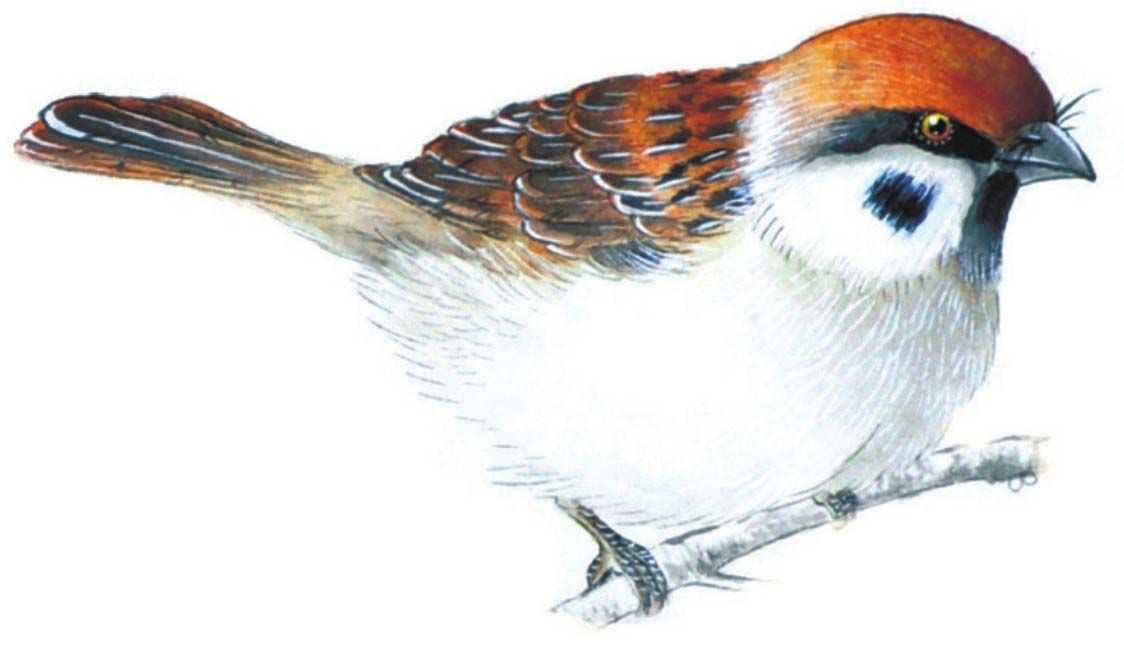 禽鸟工笔画法：分步骤讲解麻雀白描的设色技法，简单易学，收藏