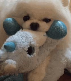 博美老是乱吃东西，这该如何是好？