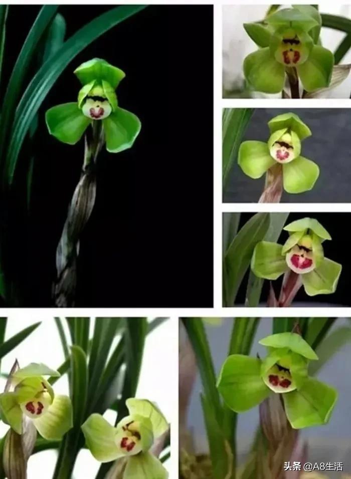 每日一品中药材,每日一品隶书作品