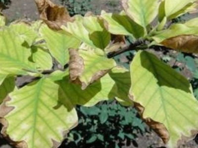 米兰花大量掉叶子怎么解决,米兰花掉叶子怎么办