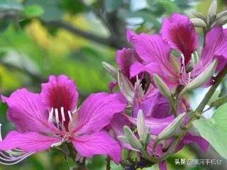 醉美沙堤,3月漯河美景