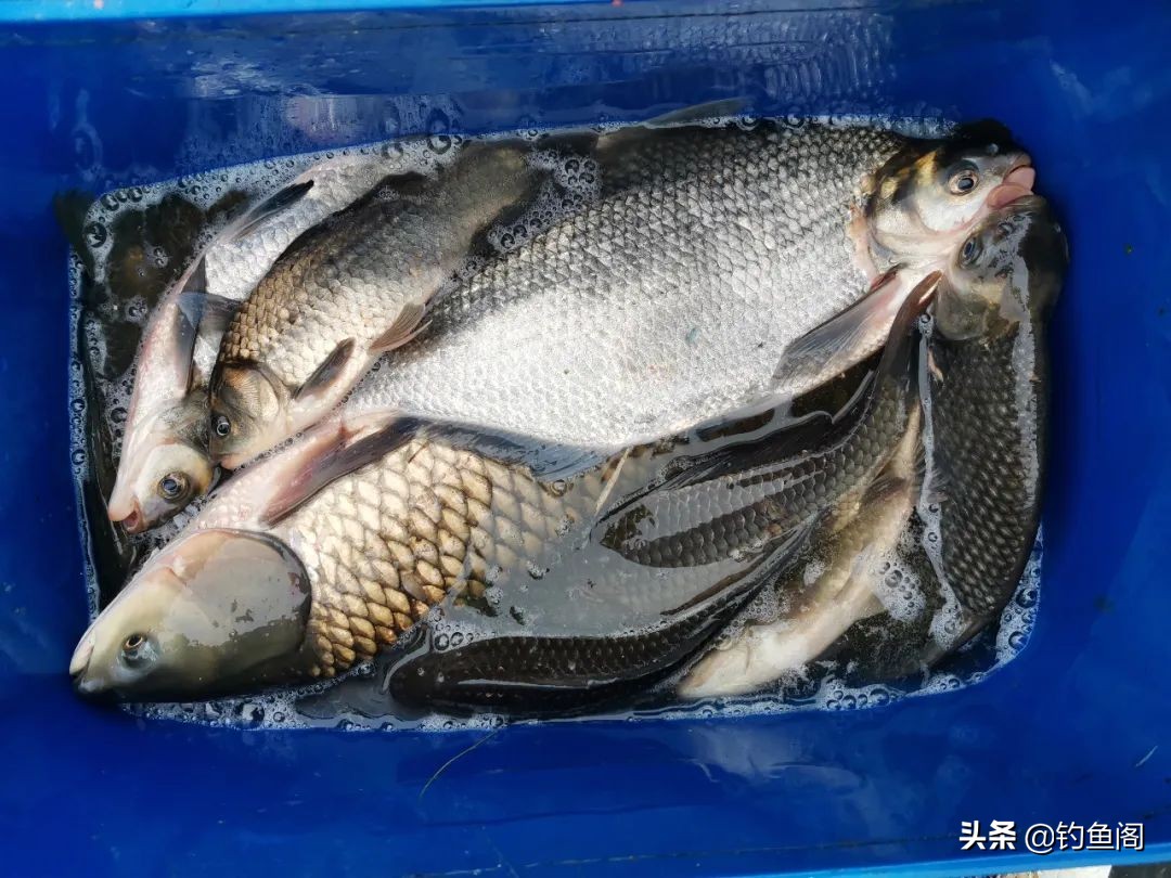 “鲢鳙总闹窝，钓起却不能拿走”，玩黑坑最怕遇到这4件事