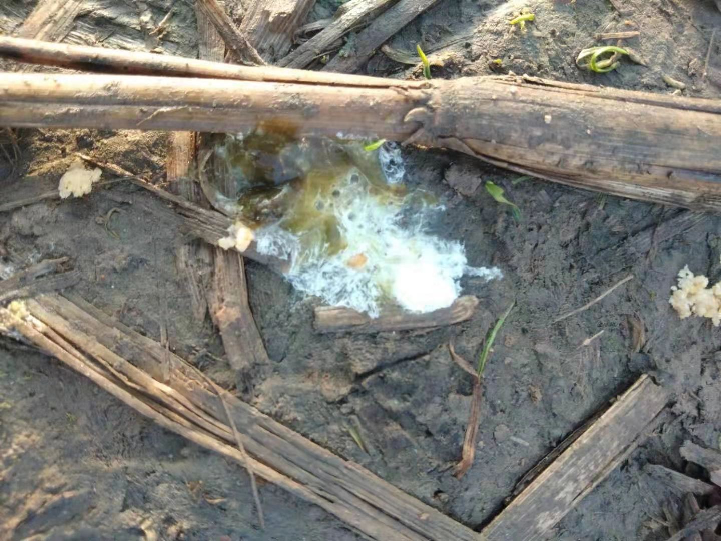 水禽有多少种病,水禽病诊断