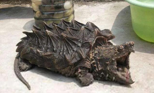 新手最适合养的100以上的龟,新手最适合养的十种龟