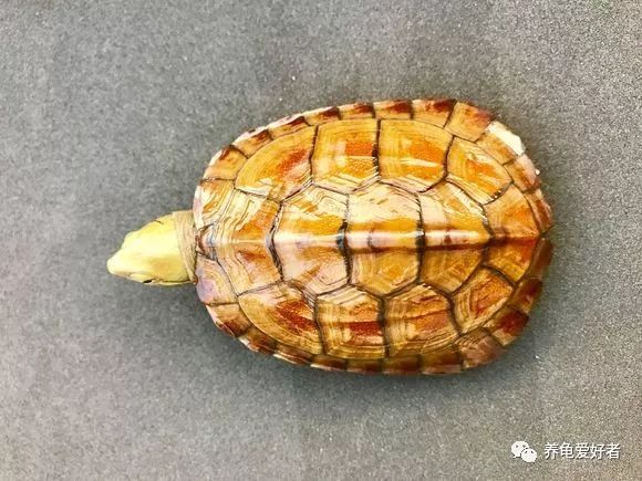 如何养好黄喉拟水龟,黄喉拟水龟的正确饲养方法