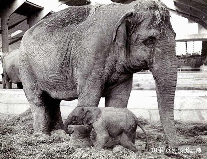 有哪些容易被认错的动物,容易被欺负的动物有哪些