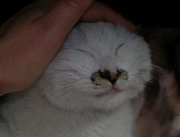 来看看你家猫在古代叫什么名字,古代猫咪花色名称大全