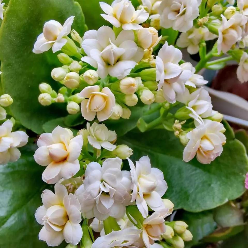 长寿花自制营养液,自制长寿花催花的方法