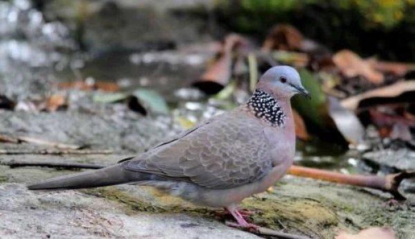捡到野生成年斑鸠该怎么办,捡到一只野生斑鸠怎么喂食