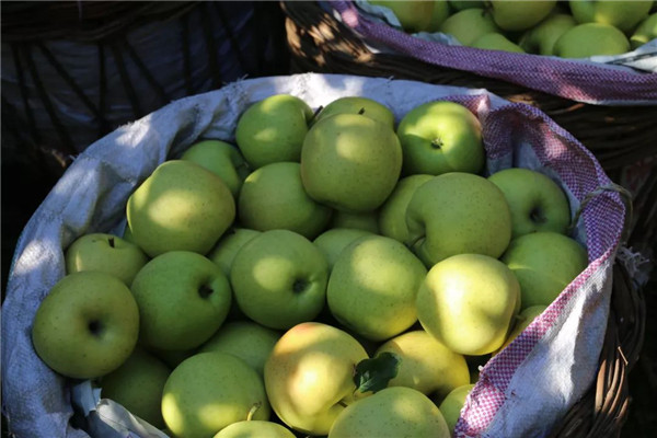 「密云农业」终于等到你,还好没放弃!黄元帅苹果上架开售了