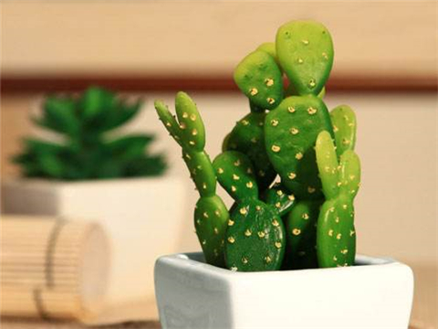 仙人掌怎么养才会爆盆,仙人掌如何长大不长侧芽还开花