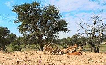 bbc纪录片揭露残忍人类对待动物,bbc动物纪录片造假事件