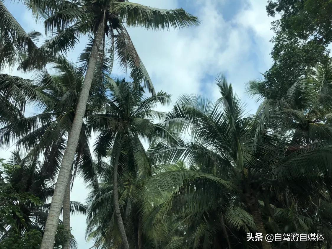 东郊椰林青椰,海南省东郊椰林树影