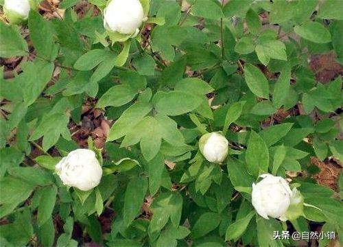 白芍的种植技术和种植前景如何,白芍种植技术及亩产效益