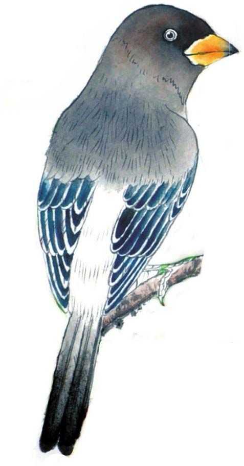 工笔画蜡嘴鸟的染色步骤,工笔画入门教程步骤图勾线