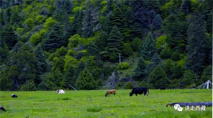 鲁霞美景,鲁霞村风光