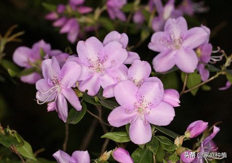 南方植物杜鹃,最容易养的植物杜鹃