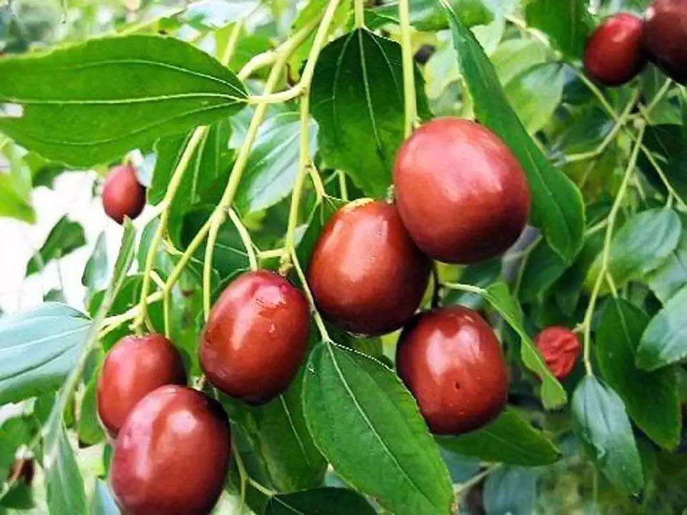 猕猴桃里的维生素c含量高吗,猕猴桃含有维生素c含量高的水果