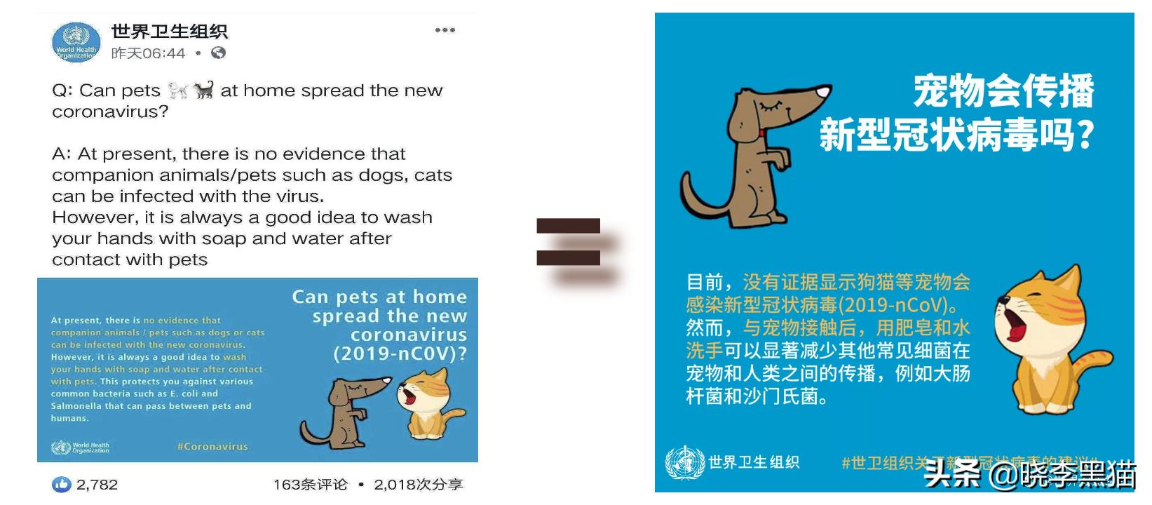 养猫家庭新冠对策全知道，别再听信谣言，也别再想当然了