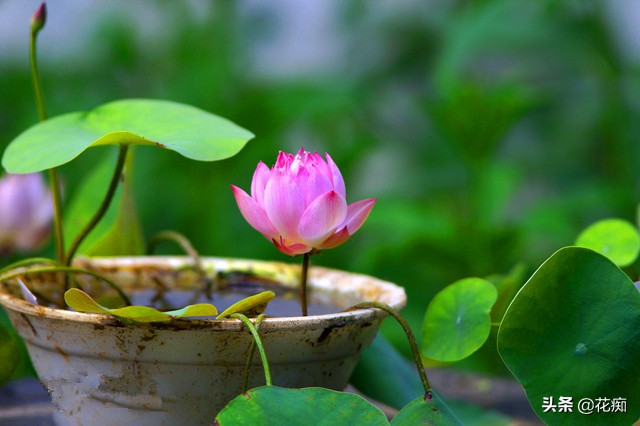 碗莲种藕种几棵好养活呢,碗莲种藕种了一个星期不长叶