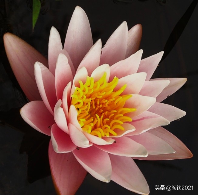 33幅荷花摄影作品欣赏,荷花摄影欣赏大全