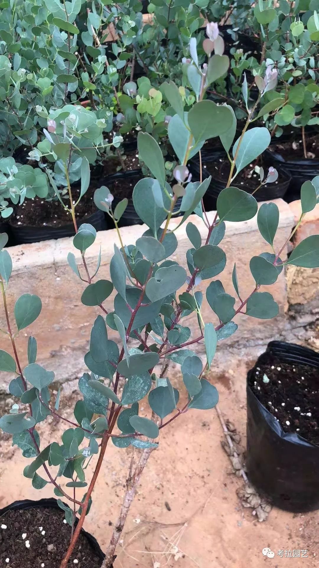 大地的恩赐图片,大地的馈赠是大天域吗