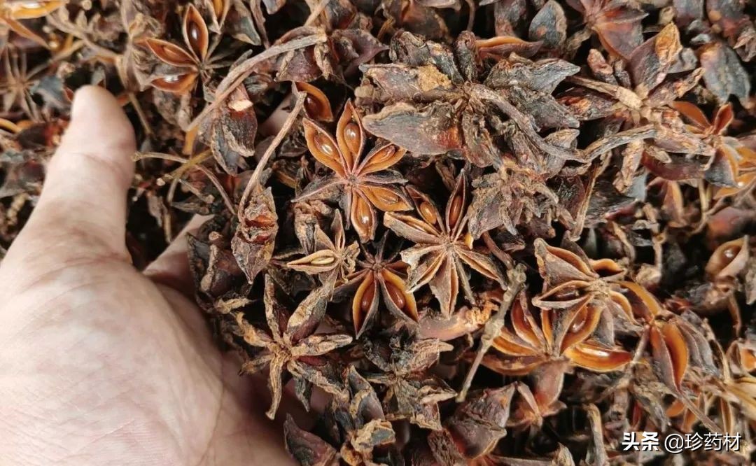 药材市场今日观察第五期,药材市场每日观察二十四期