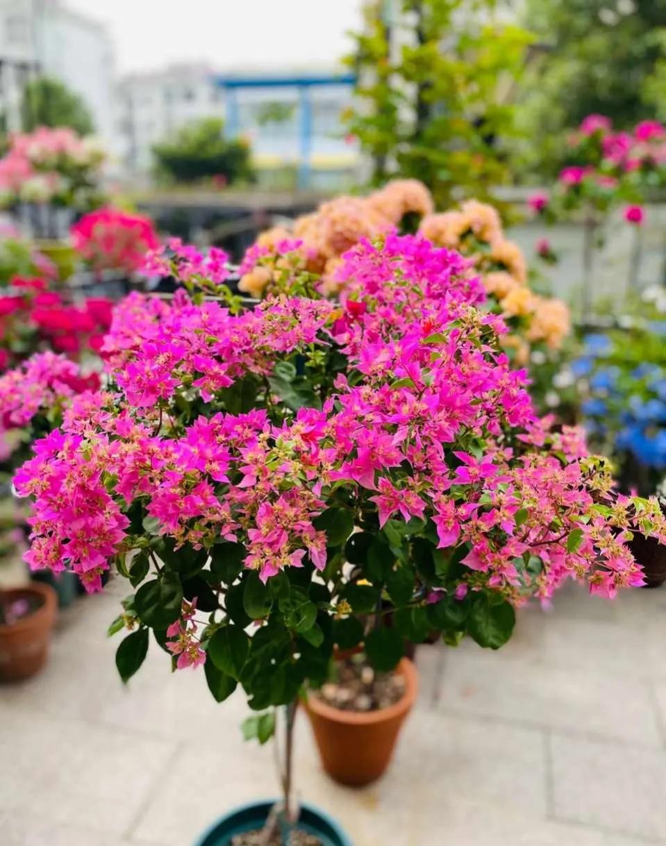 三角梅的徒长枝和开花枝,新栽的三角梅几天能发芽长出新枝