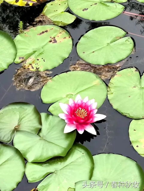 咏荷花古诗朗诵,古诗《荷花》诗句