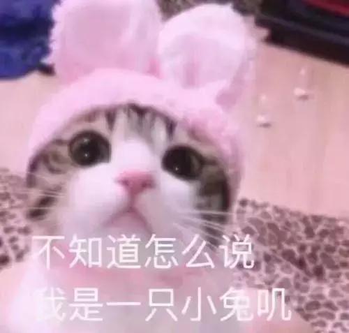 有没有办法让猫咪拉屎不臭,猫咪嘴臭是怎么回事