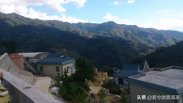 云南临沧双江勐库冰岛茶,双江县勐库冰岛茶