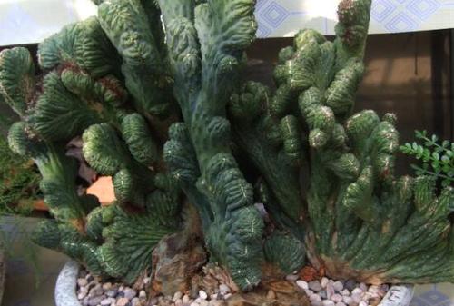 山影拳仙人山养护,山影拳培养方法