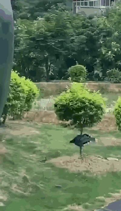 游客被毒蛇咬伤怎么处理,广西一名男子被五毒蛇咬伤