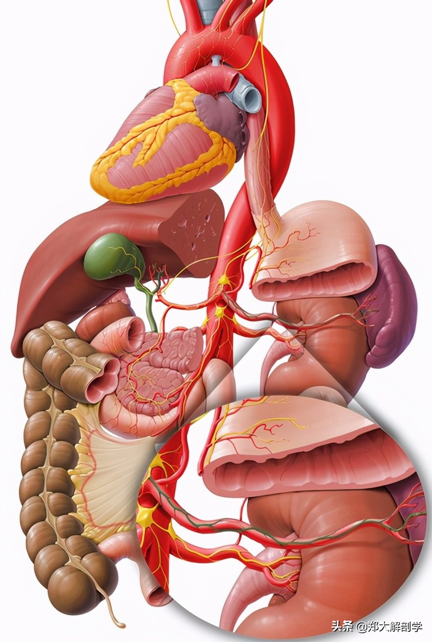 腹腔神经丛,腹腔神经丛分布图
