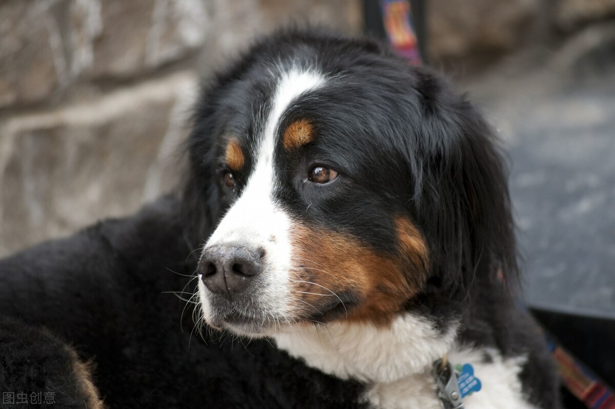 狗狗拉肚子带血治病多少钱,狗狗拉肚子带一点点血